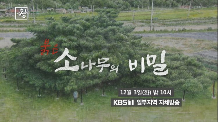 시사기획 창 487회 붉은 소나무의 비밀